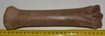 Equus sp. metacarpus bone (237 mm)