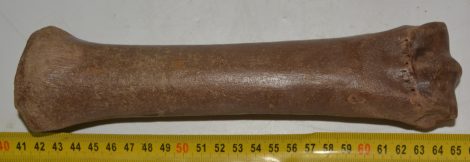 Equus sp. metacarpus bone (237 mm)