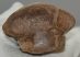 Equus sp. metacarpus bone (237 mm)