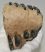 Mammuthus meridionalis részleges fog (615 gramm)