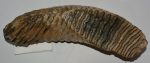   Mammuthus primigenius lower tooth (6470 grams) Woolly Mammoth