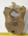 Mammuthus primigenius partial vertebra (723 grams)
