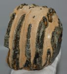 Mammuthus sp. részleges fog (1640 gramm)