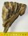 Mammuthus primigenius részleges fog (498 gramm)