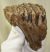 Mammuthus primigenius partial tooth (498 grams)