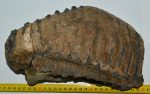   Mammuthus meridionalis tooth (4824 grams) Southern mammoth SOLD (J) 09