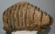 Mammuthus meridionalis tooth (4824 grams) Southern mammoth SOLD (J) 09