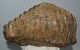 Mammuthus meridionalis tooth (4824 grams) Southern mammoth SOLD (J) 09