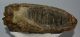 Mammuthus meridionalis tooth (4824 grams) Southern mammoth SOLD (J) 09