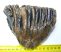 Mammuthus meridionalis részleges fog (898 gramm)