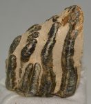 Mammuthus meridionalis részleges fog (612 gramm)