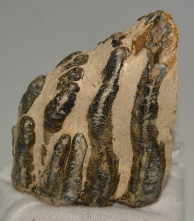 Mammuthus meridionalis részleges fog (612 gramm)