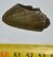 Otodus megalodon partial shark tooth (41 mm) SOLD (KSE) 07