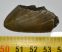 Otodus megalodon partial shark tooth (41 mm) SOLD (KSE) 07