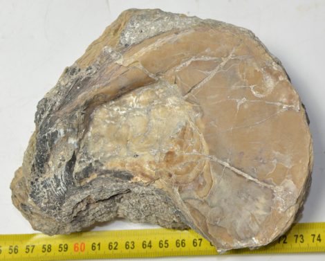 Eocén korú Ostrea kagyló kövület Pusztavám közeléből