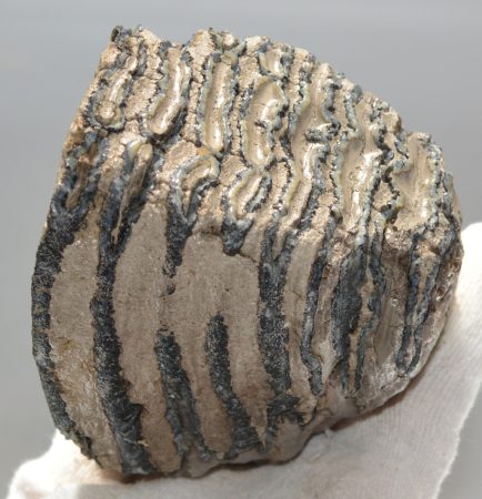 Mammuthus primigenius partial tooth (883 grams) SOLD (E) 10