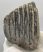 Mammuthus primigenius partial tooth (883 grams) SOLD (E) 10