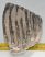 Mammuthus primigenius partial tooth (883 grams) SOLD (E) 10