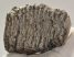 Mammuthus primigenius partial tooth (883 grams) SOLD (E) 10