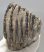 Mammuthus primigenius partial tooth (883 grams) SOLD (E) 10