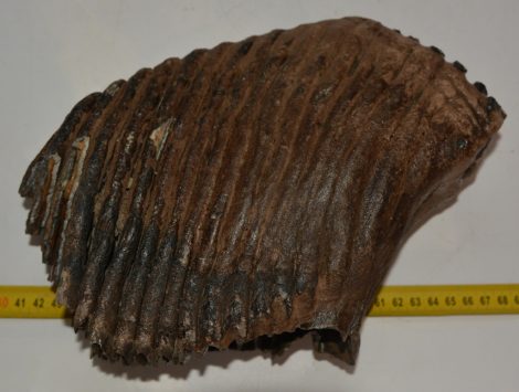 Mammuthus primigenius tooth (4234 grams) Mammuthus primigenius tooth (4234 grams)