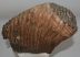 Mammuthus primigenius tooth (4234 grams) Mammuthus primigenius tooth (4234 grams)