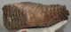 Mammuthus primigenius tooth (4234 grams) Mammuthus primigenius tooth (4234 grams)
