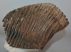Mammuthus primigenius tooth (4234 grams) Mammuthus primigenius tooth (4234 grams)