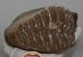 Mammuthus primigenius tooth (4234 grams) Mammuthus primigenius tooth (4234 grams)