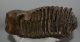 Mammuthus primigenius tooth (4234 grams) Mammuthus primigenius tooth (4234 grams)