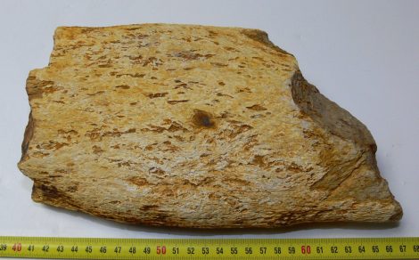 Tempskya varians wooden size fern fossil (4116 grams)