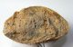 Tempskya varians páfrány törzs kövület (4116 gramm)