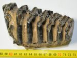 Mammuthus meridionalis partial tooth (994 grams)