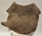 Mammuthus meridionalis részleges nyakcsigolya csont