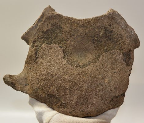 Mammuthus meridionalis részleges nyakcsigolya csont