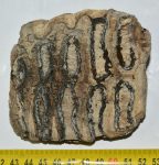 Mammuthus meridionalis részleges fog (510 gramm)