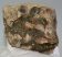 Mammuthus meridionalis részleges fog (510 gramm)