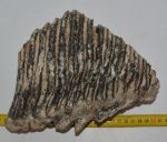 Mammuthus primigenius részleges fog (2833 gramm)