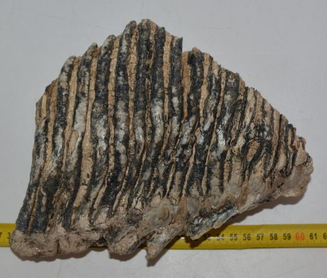 Mammuthus primigenius részleges fog (2833 gramm)