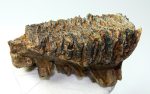   Mammuthus primigenius tooth (854 grams) woolly mammoth molar SOLD (EB) 04