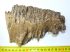 Mammuthus primigenius tooth (854 grams) woolly mammoth molar SOLD (EB) 04