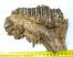 Mammuthus primigenius tooth (854 grams) woolly mammoth molar