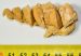 Turitella sp. csiga kőbél (66 mm) ELFOGYOTT (PA) 12