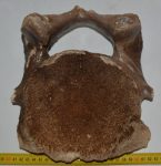   Mammuthus primigenius részleges nyakcsigolya csont ELFOGYOTT (AD) 07