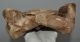 Mammuthus primigenius részleges nyakcsigolya csont ELFOGYOTT (AD) 07
