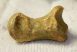 Ursus spelaeus toe bone (23 mm)