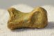 Ursus spelaeus toe bone (23 mm)