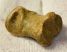 Ursus spelaeus toe bone (23 mm)