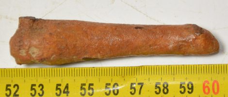 Pagophilus groenlandicus Seal partial phalange bone (83 mm)