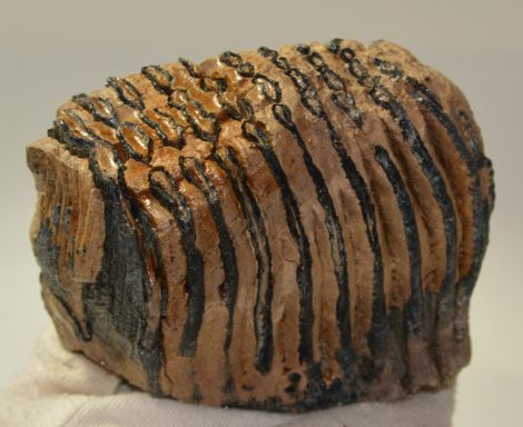 Mammuthus primigenius részleges fog (732 gramm) Mammuthus primigenius részleges fog (732 gramm)